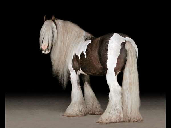 Fluffy tobiano Gypsy Vanner gelding