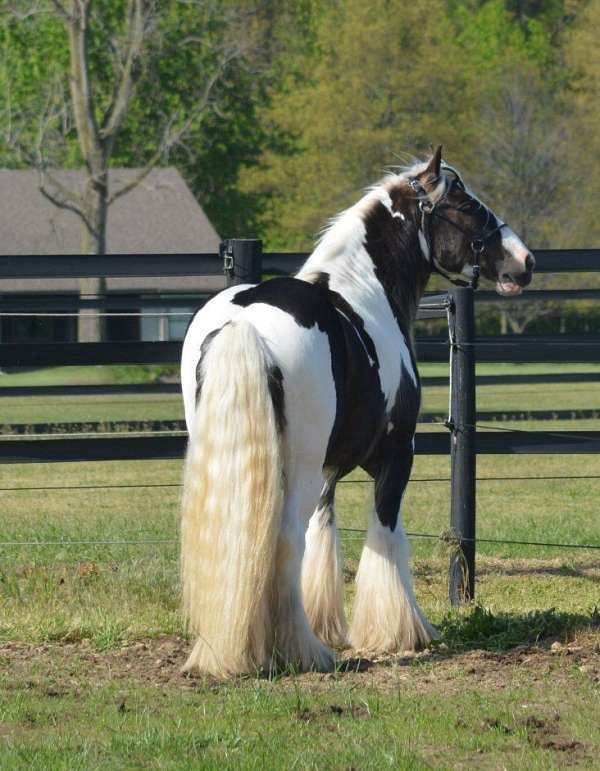 Fluffy tobiano Gypsy Vanner gelding