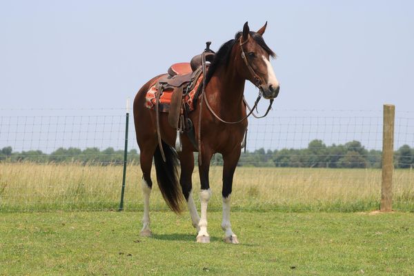 Genie bay Tennessee Walking Horse mare