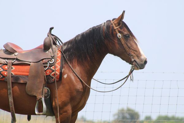 Genie bay Tennessee Walking Horse mare