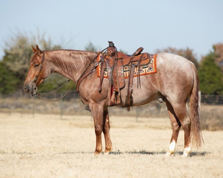 Genius red roan Quarter Horse gelding