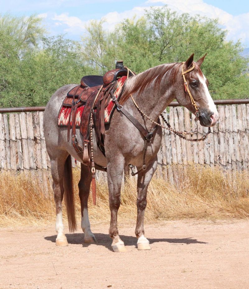 Ghost red roan Quarter Horse gelding