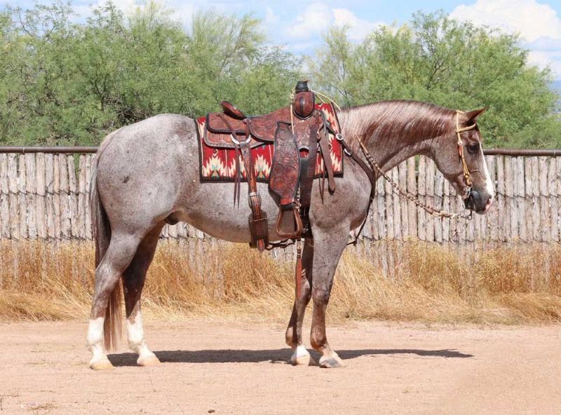 Ghost red roan Quarter Horse gelding