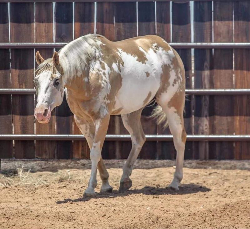 Ginger tobiano Paint Horse gelding