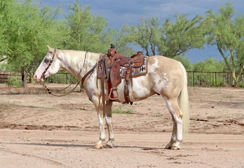 Ginger tobiano Paint Horse gelding