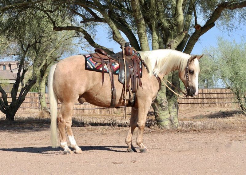 Gizmo palomino Quarter Horse gelding