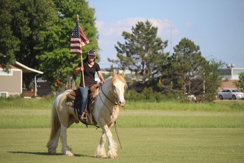 Gold champagne tobiano Gypsy Vanner gelding