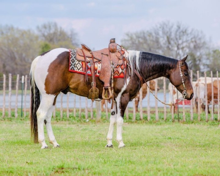 Goldie tobiano Paint Horse gelding