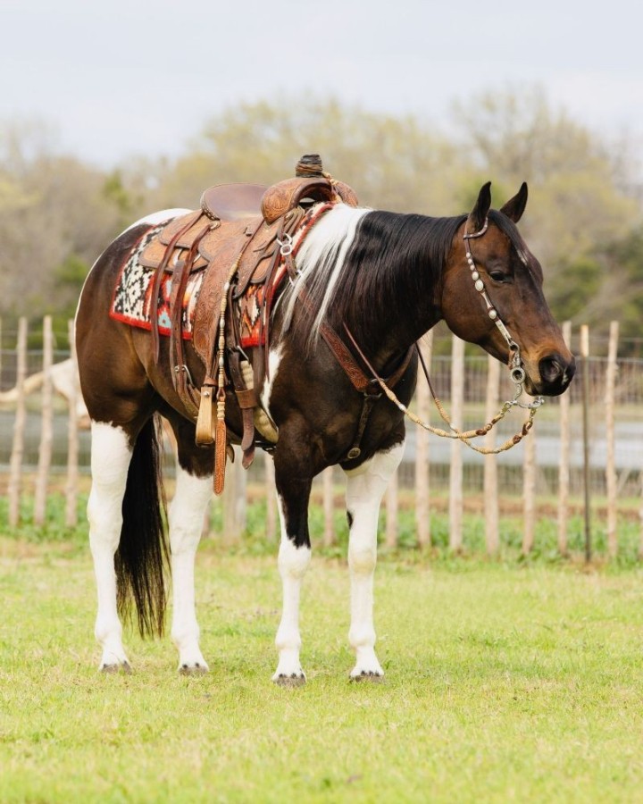 Goldie tobiano Paint Horse gelding