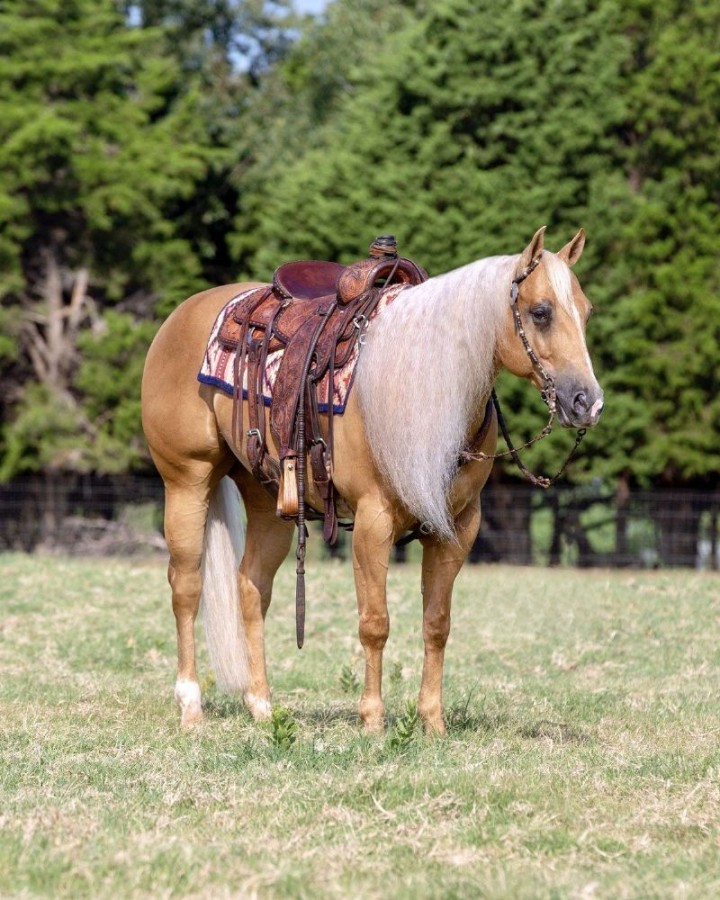 Goliath palomino Quarter Horse gelding