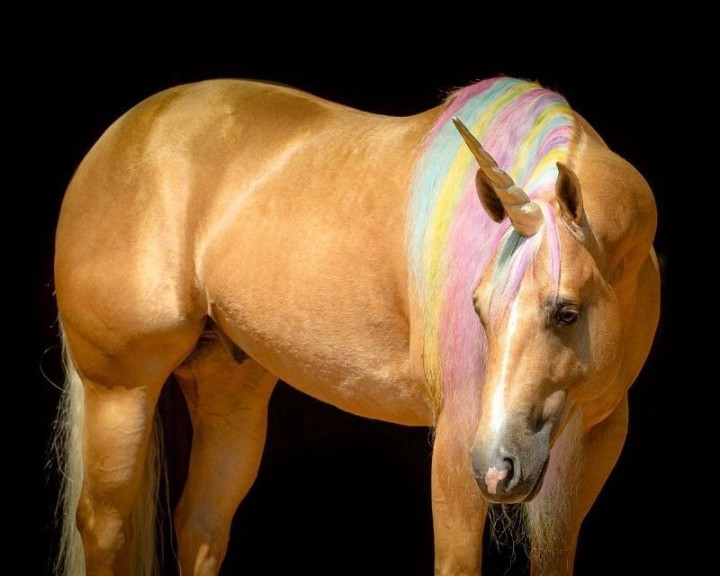 Goliath palomino Quarter Horse gelding