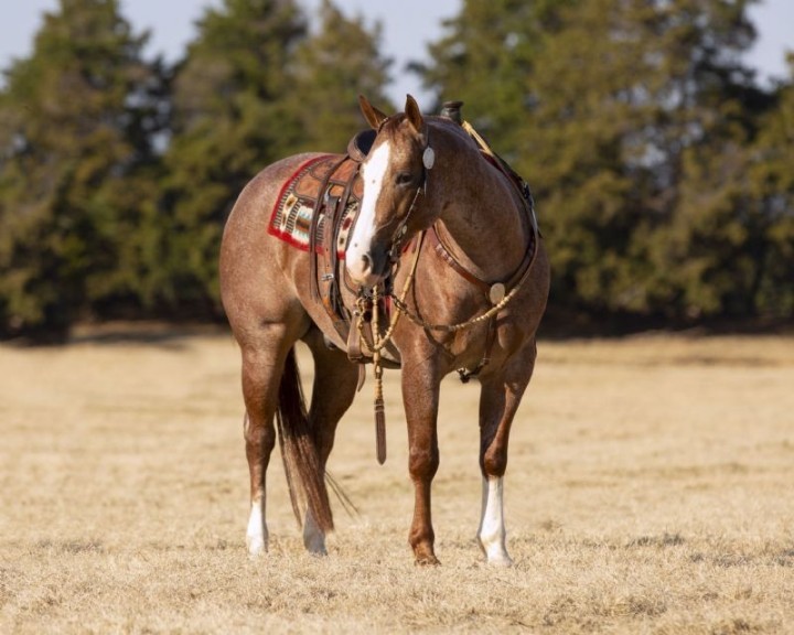 Gucci red roan Quarter Horse gelding