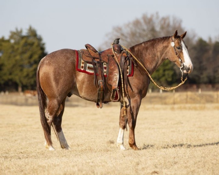 Gucci red roan Quarter Horse gelding