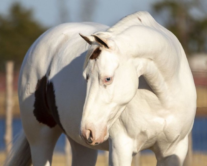 Gunner sorrel overo Paint Horse gelding