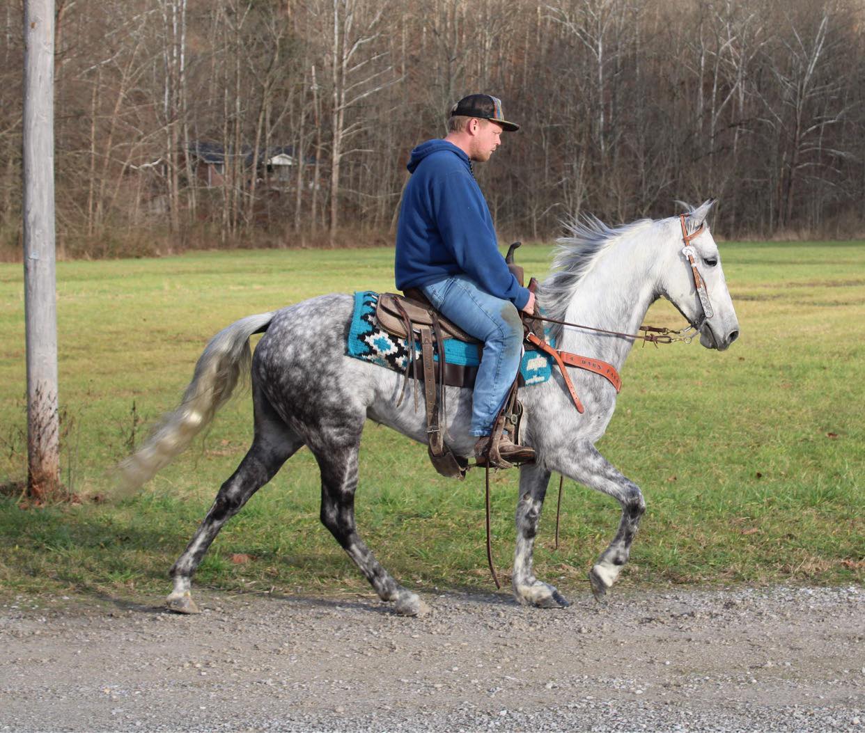 Hanna dapple grey Tennessee Walking Horse mare