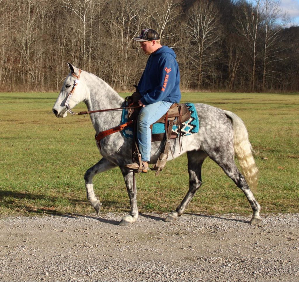 Hanna dapple grey Tennessee Walking Horse mare