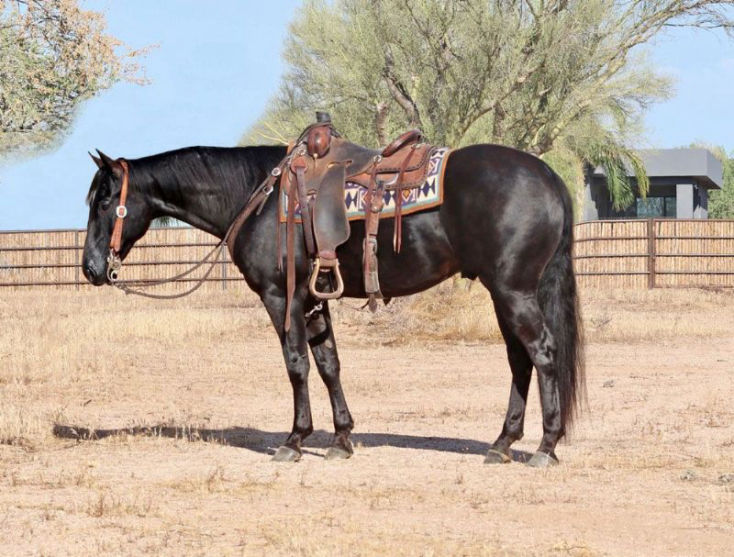 Harvey black Quarter Horse gelding