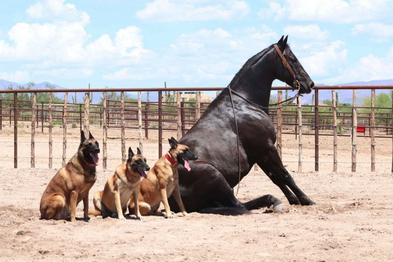 Harvey black Quarter Horse gelding