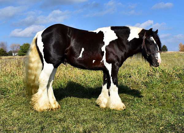 Henry piebald Gypsy Vanner gelding