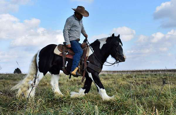 Henry piebald Gypsy Vanner gelding