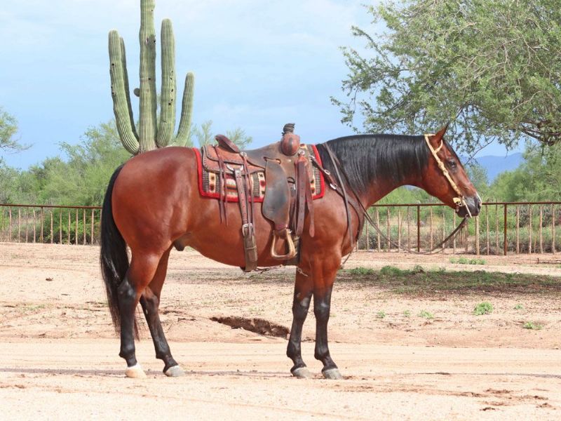 Hercules bay Quarter Horse gelding