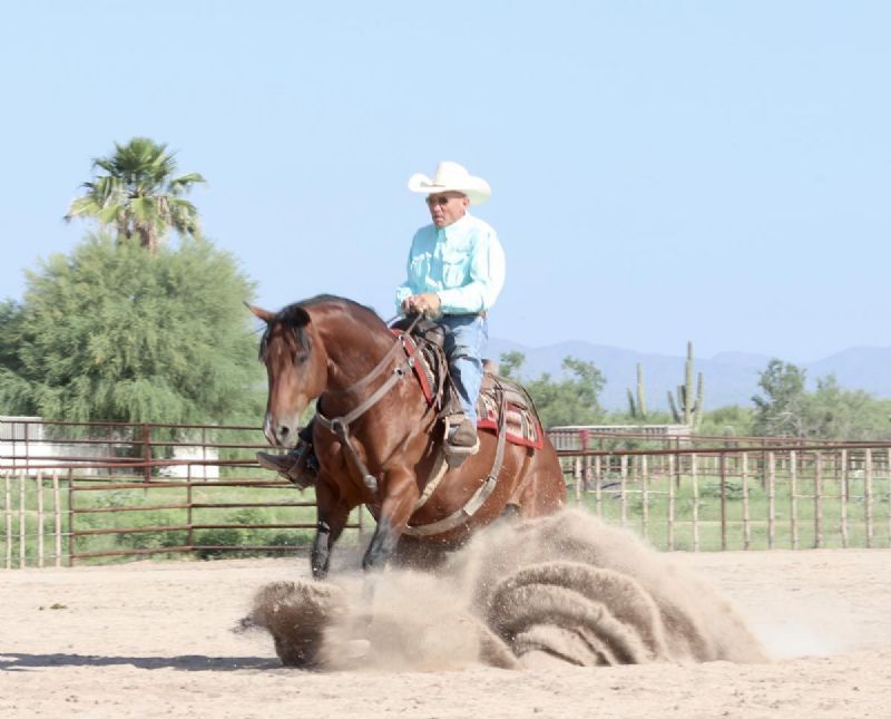 Hercules bay Quarter Horse gelding