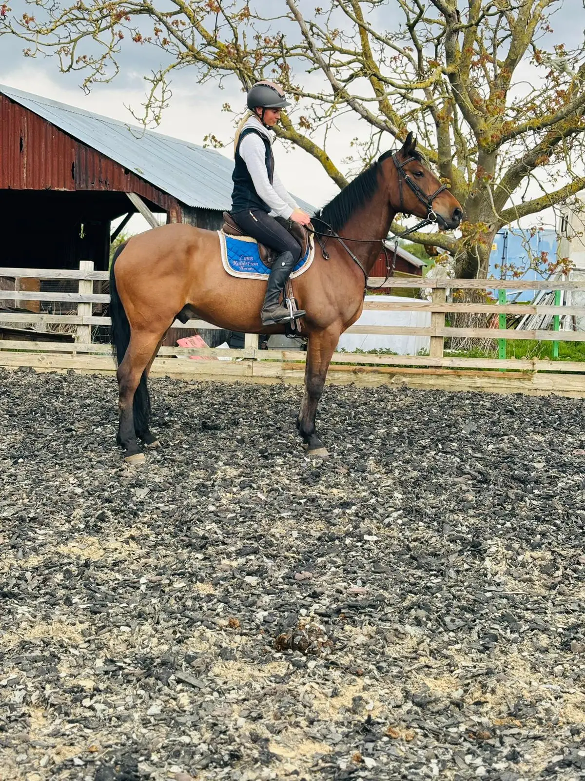 Hero sorrel Quarter Horse gelding
