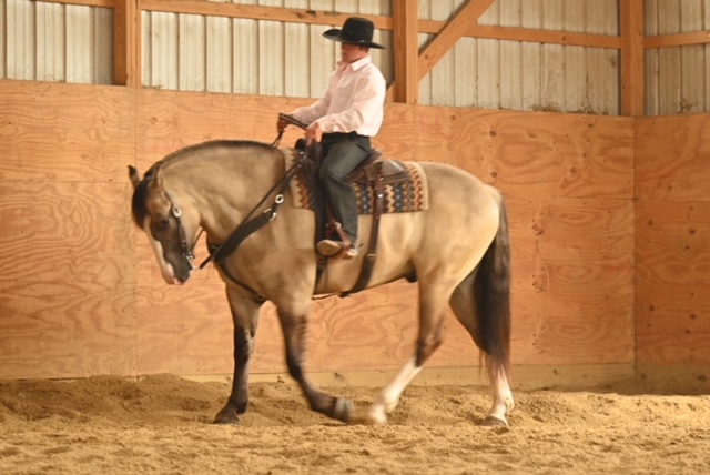 Hershey grulla draft cross gelding