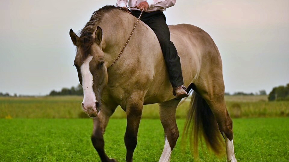 Hershey grulla draft cross gelding
