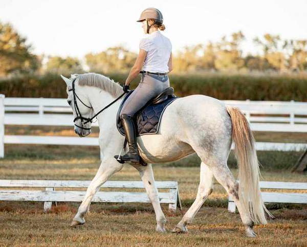Hidalgo grey Dutch Warmblood gelding