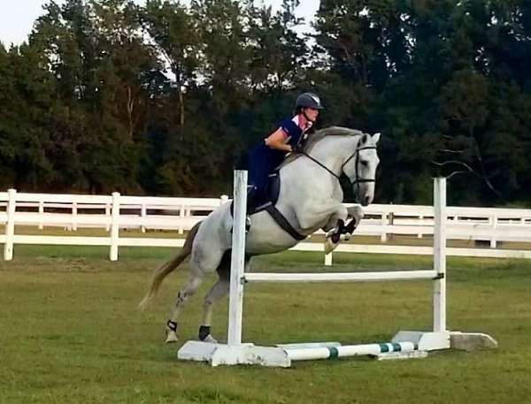 Hidalgo grey Dutch Warmblood gelding