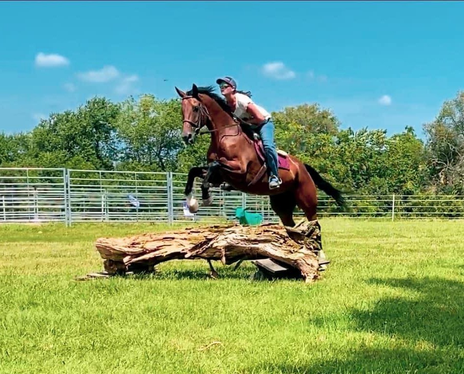 Hildi bay Warmblood gelding