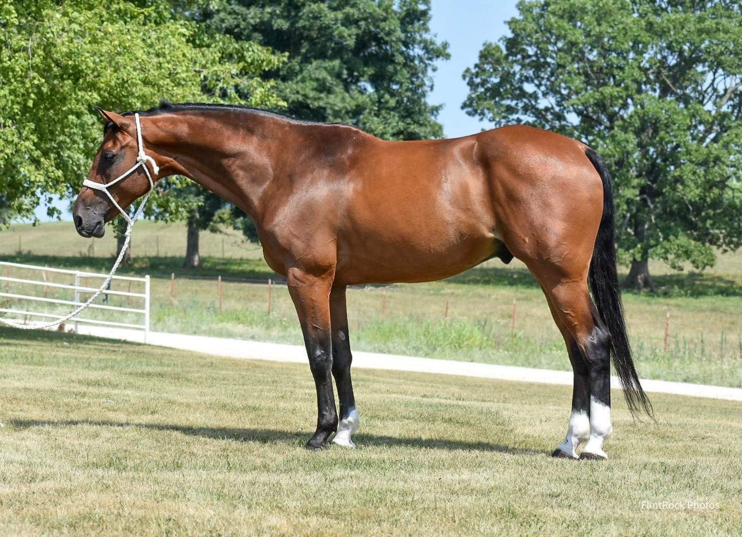 Hildi bay Warmblood gelding
