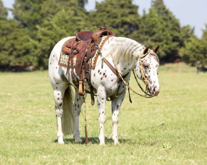 Holiday gray Paint Horse gelding