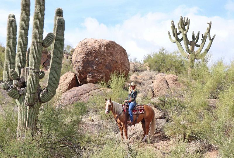 Hunter dappled palomino Quarter Horse gelding