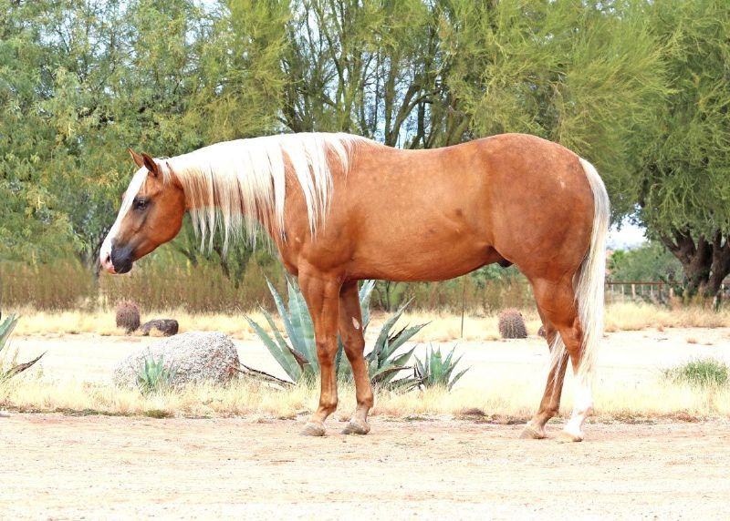 Hunter dappled palomino Quarter Horse gelding