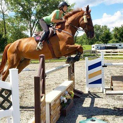 Ivar bay Belgian Warmblood gelding