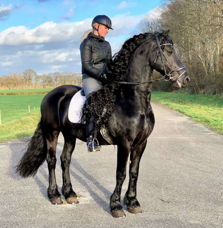 Jackpot black Friesian gelding