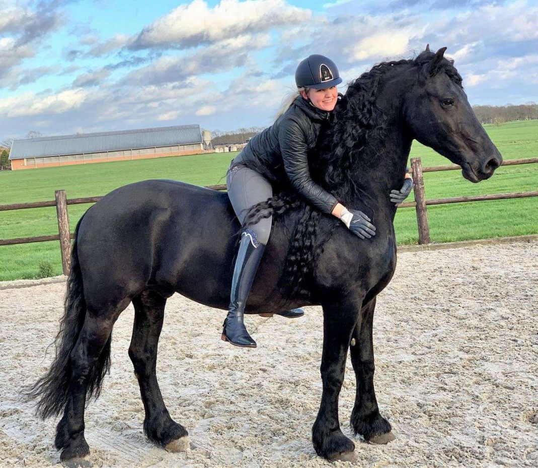 Jackpot black Friesian gelding