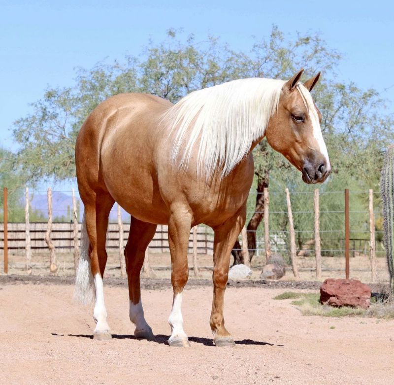 Jimmy palomino Quarter Horse gelding