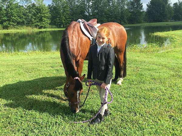 Jockey bay pony gelding