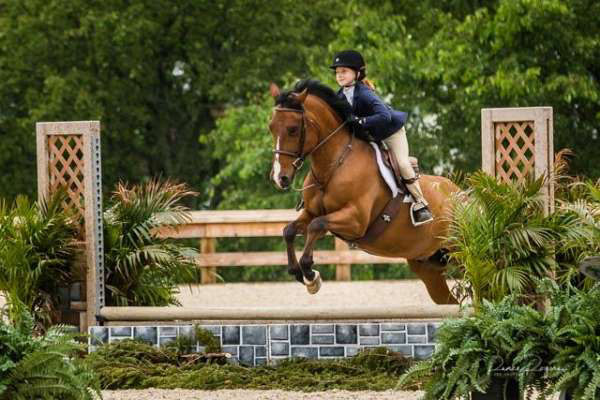 Jockey bay pony gelding