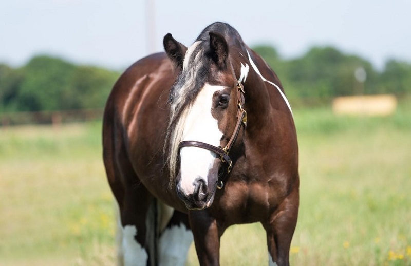 Jubline black tobiano Gypsy Vanner mare