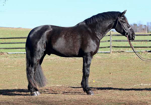 Justice black Friesian gelding
