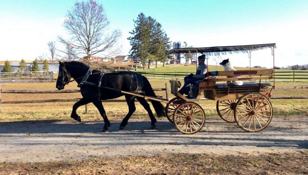 Justice black Friesian gelding