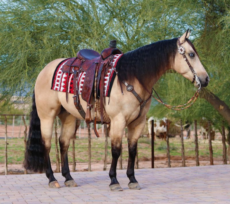 Justin buckskin Quarter Horse gelding with blue eyes