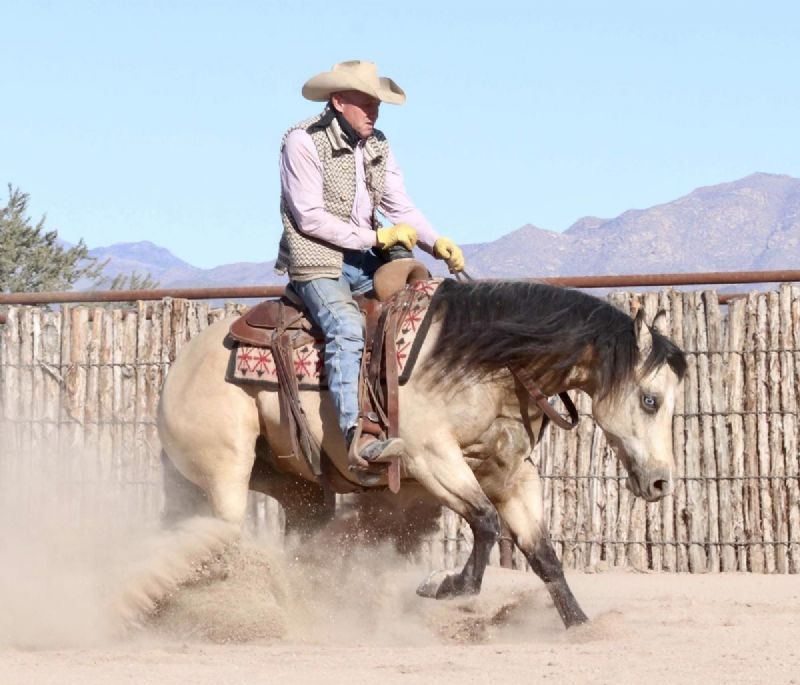 Justin buckskin Quarter Horse gelding with blue eyes