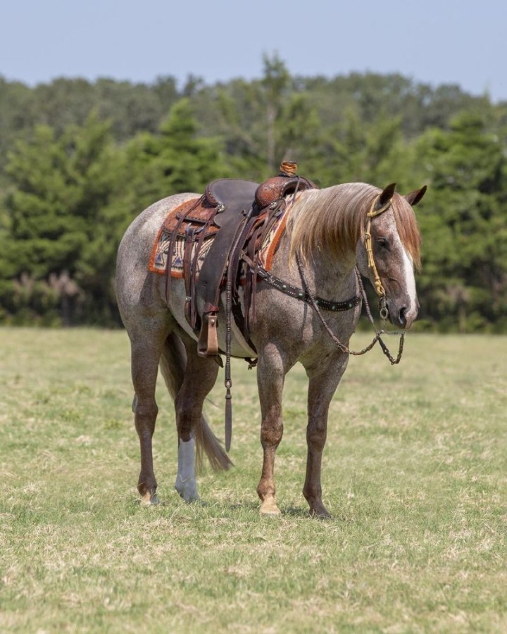 Kingsley roan Quarter Horse gelding