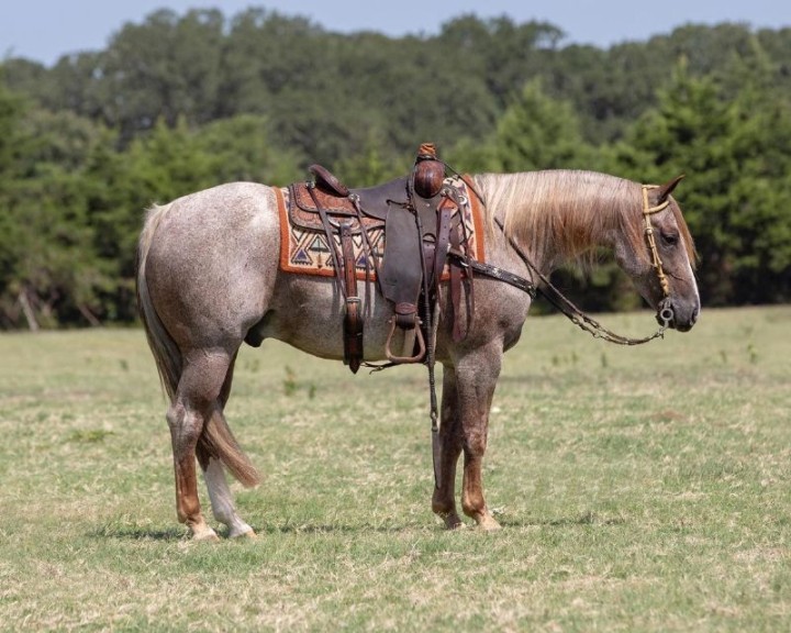 Kingsley roan Quarter Horse gelding