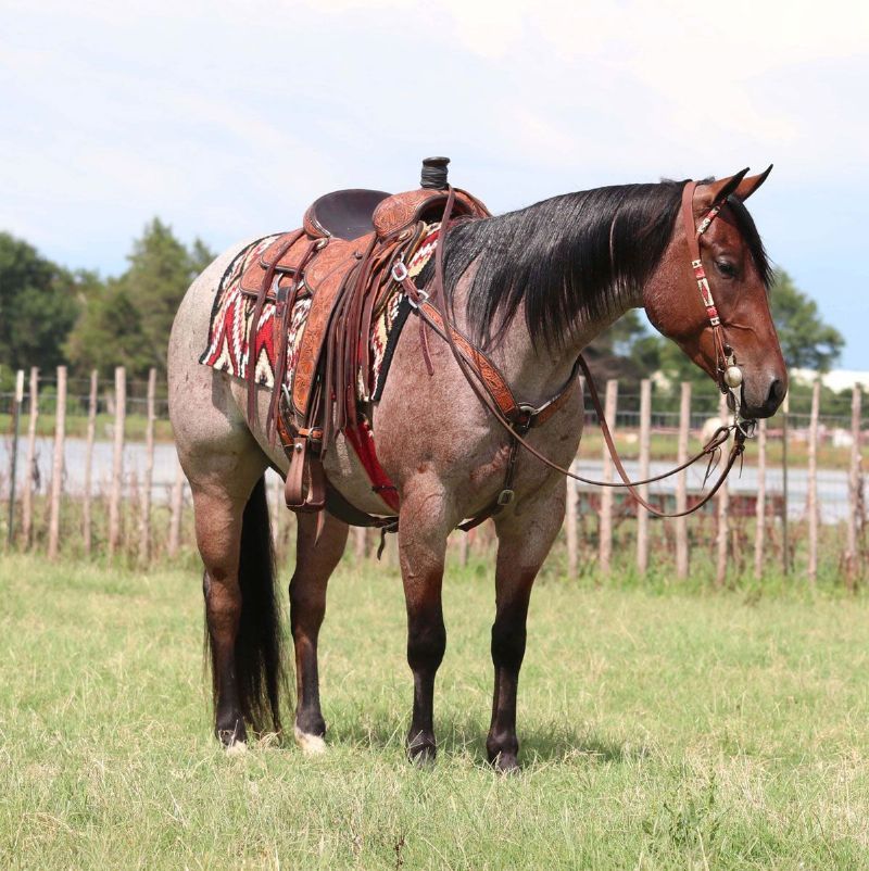 Kipper bay roan Quarter Horse gelding